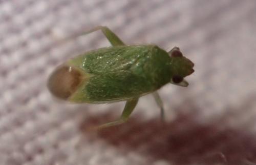 Réf. 208 933 : Orthotylus sp.
